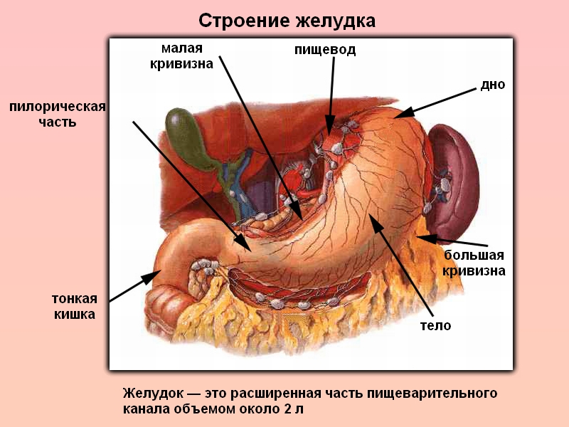Структура и понятие желудка